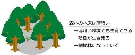 陽樹 陰樹